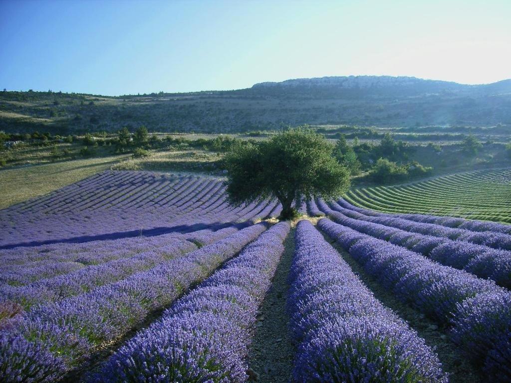 Hotel D'Albion Sault-de-Vaucluse Luaran gambar